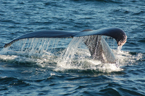 Humpback whale tail is displayed as animal dives in Stellwagen Bank National Marine Sanctuary.: In the Pacific, humpbacks migrate seasonally from Alaska to Hawaii--they can complete the 3,000 mile (4,830 km) trip in as few as 36 days! Text and Photograph courtesy of NOAA